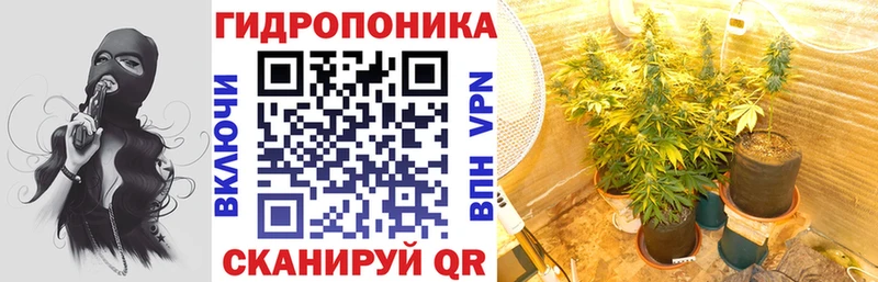 Конопля сатива  Миллерово 